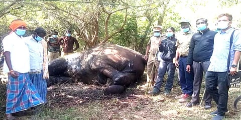 'யானைக்கும் யானைக்கும் சண்டை' - கடைசியில் நடந்த சோகம்!