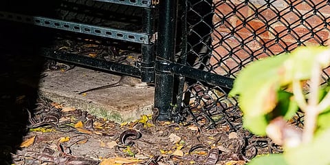 எலியை பிடித்துக் கொடுப்பதற்கு ஒரு கோடி ரூபாய் சம்பளமா? எங்கு தெரியுமா?