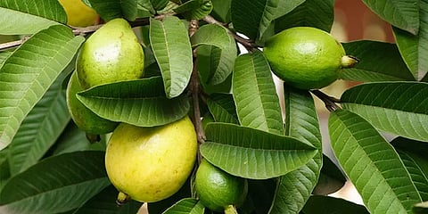 ஆண்களை பாதிக்கும் விதைப்பை புற்றுநோய் - கொய்யா இலையில் தீர்வா?