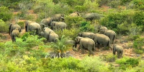 கர்நாடகா டூ தமிழ்நாடு: ஓசூர் வனப் பகுதியில் தஞ்சமடைந்த காட்டு யானைகள் கூட்டம்!