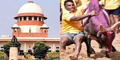 தமிழர்களுக்கு ஜல்லிக்கட்டு ஏன் முக்கியம்? - தமிழக, மத்திய அரசுகள் உச்சநீதிமன்றத்தில் வாதம்