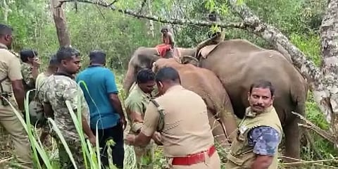 18 நாட்களுக்குப் பிறகு பிடிபட்ட மக்னா யானை - முதுமலையில் கொண்டுவிடுவதில் எழுந்த சிக்கல்!
