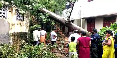 சுழற்றியடித்த சூறைக்காற்று: வேரோடு சாய்ந்த மரம் - இடிந்து விழுந்த சுற்றுச் சுவர்