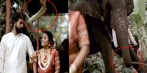 `எங்க வந்து யாரு முன்னாடி...!’-Couple Photoshootல் கடுப்பாகி தென்னை மட்டையால் அடித்த யானை!