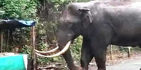 திரும்ப வந்துட்டேன்னு சொல்லு: ஊருக்குள் உலாவந்து பொதுமக்களை அச்சுறுத்தும் படையப்பா யானை