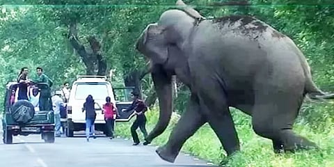 கடந்த ஓராண்டில் காட்டு யானைகளால் உயிரிழந்தோர் எண்ணிக்கை இவ்வளவா? - மத்திய அரசு