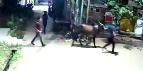 மதுரை: பசுக்கள், ஜல்லிக்கட்டு காளைகளை குறிவைத்து கடத்தும் மர்ம கும்பல்... இறைச்சிக்காகவா?