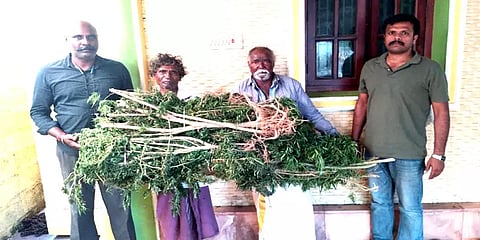 கோவை: வீட்டின் பின்னால் கஞ்சா செடிகளை வளர்த்ததாக 3 பேர் கைது