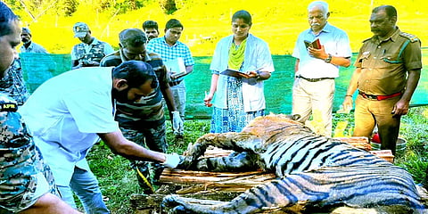 முதுமலை: கல்லீரல் நோயால் பாதிக்கப்பட்ட பெண் புலி உயிரிழப்பு