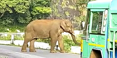 கோத்தகிரி: சாலையை மறித்து நின்ற காட்டு யானை – வாகனங்களை தாக்க முயன்றதால் அச்சம்