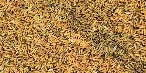 விவசாயிகள் மன உளைச்சல் - தரமற்ற நெல்விதைகளை வழங்கிய நிறுவனத்துக்கு நீதிமன்றம் அபராதம்