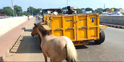 இதுவல்லவா தாய்ப்பாசம்! குட்டியை பிரிய மனமில்லாத தாய்க் குதிரையின் பாசப்போராட்டம்!