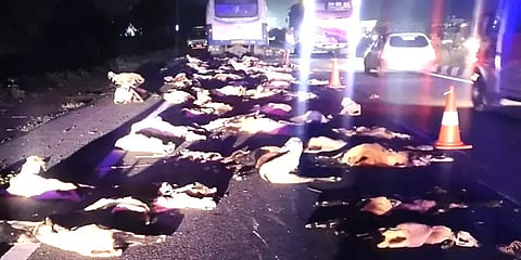 அரசு பேருந்து மோதியதில் 90-க்கும் மேற்பட்ட ஆடுகள் பலி – உரிமையாளரும் உயிரிழப்பு