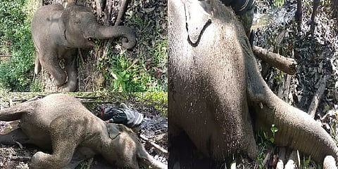 மூணாறில் அதிர்ச்சி - வனப்பகுதியில் அடுத்தடுத்து பலியான மூன்று குட்டி யானைகள்