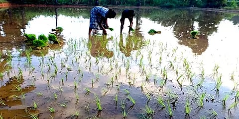 `விடுமுறை அதுவுமா வீட்டுக்குள்ளயா இருக்கிறது?’- வயலில் இறங்கி அசத்திய சிறுவர்கள்!