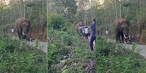 மக்கள் அத்துமீறலால் மூணாறில் மீண்டும் `படையப்பா’ அட்டகாசங்கள்! சீறும் வனத்துறை