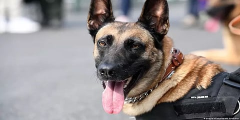 மேகாலயா: பாதுகாப்பை மீறி கர்ப்பமடைந்த மோப்ப நாய் - விசாரணைக்கு உத்தரவிட்ட பிஎஸ்எஃப்