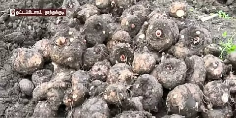 சேனைக்கிழங்கு மகசூல் அதிகரிப்பு: தூத்துக்குடி விவசாயிகள் மகிழ்ச்சி