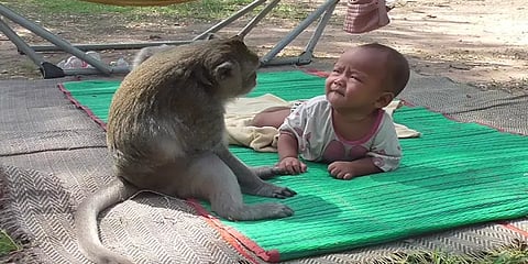 குழந்தையைத் தூக்கிச் சென்று வீசியெறிந்த குரங்குகள்… உத்தரப்பிரதேசத்தில் தொடரும் அவலம்!