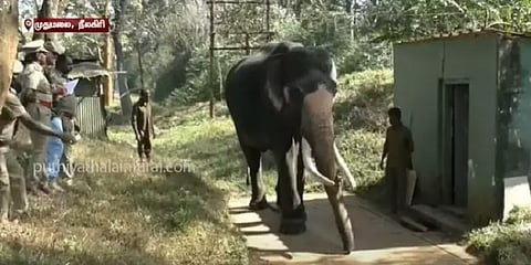 தெப்பக்காடு வளர்ப்பு யானைகளுக்கு உடல் எடை பரிசோதனை - இந்த யானைகளுக்கு மட்டும் கிடையாது!