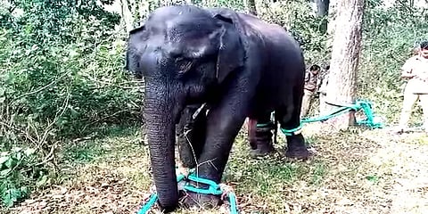 மயக்க ஊசி செலுத்தி பிடிக்கப்பட்ட PM-2 மக்னா யானை... வளர்ப்பு யானையாக மாற்ற திட்டம்!
