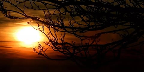 இதென்ன விண்ணுலகா மண்ணுலகா? கொடைக்கானல் மலைப்பகுதிகளில் துவங்கியது உறைபனிக் காலம்!