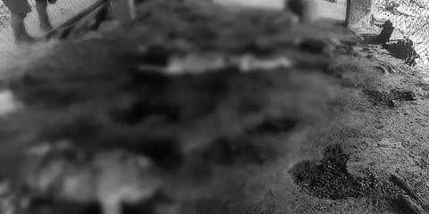 ஆட்டுக் கொட்டகையில் புகுந்த வெறி நாய்... 35 ஆடுகளை கடித்து குதறிய சோகம்!