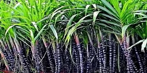 கோயம்பேட்டியில் குவியும் கரும்பு.. விற்பனை படுமந்தம் என வியாபாரிகள் கவலை