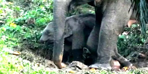 தும்பிக்கை இன்றி நம்பிக்கையுடன் சுற்றிவரும் குட்டி யானை – வனத்துறையினர் விசாரணை