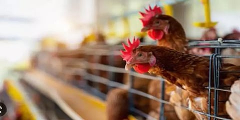 5,000 கோழிகள் இருந்த அரசு கோழிபண்ணையில் பறவைக்காய்ச்சல்... அதிர்ச்சியில் அதிகாரிகள்!