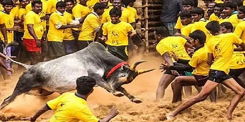 உரிய 6 சான்றிதழ்கள் இருந்தால் மட்டுமே ஜல்லிக்கட்டு காளைகளுக்கு அனுமதி!-மதுரை ஆட்சியர்