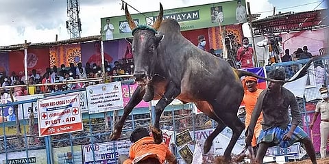 335 மாடுபிடி வீரர்கள், 800க்கும் அதிகமான காளைகள் - களைகட்டும் பாலமேடு ஜல்லிக்கட்டு