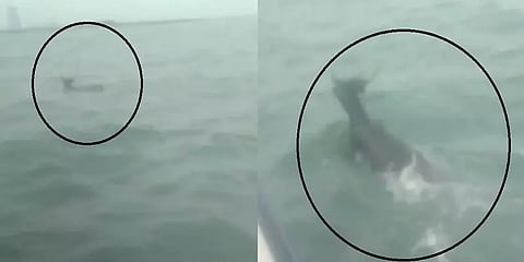 நடுக்கடலில் தத்தளித்த மிளா மான் மீட்பு - வனத்துறையினரிடம் ஒப்படைத்த மீனவர்கள்