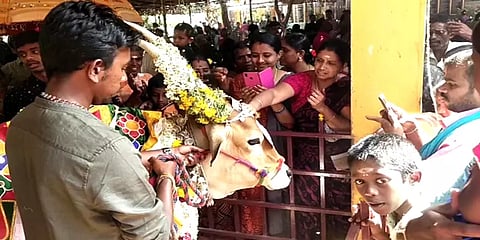 மாட்டுப்பொங்கல் ஸ்பெஷல்: பட்டத்துக் காளையை வணங்கி மகிழ்ந்த பொதுமக்கள்! எங்கே தெரியுமா?