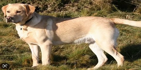 மகனை கடித்த நாயை கொன்று போலீசிலும் புகாரளித்த தந்தை!