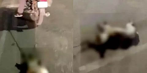 `என் கூட ஓடிவரமாட்ட....’- வளர்ப்பு நாயை பைக்கின் பின் கட்டி சாலையில் இழுத்துச்சென்ற நபர்