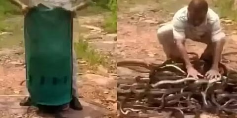 அது பாம்புகளா? இல்ல பொட்டேட்டோவா? - நெட்டிசன்களை அதிர்ச்சியாக்கிய வைரல் வீடியோ