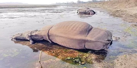 நேபாளம்: ஆற்றங்கரையில் இறந்துகிடந்த காண்டாமிருகங்கள் - கடத்தல்காரர்களால் கொல்லப்பட்டதா?