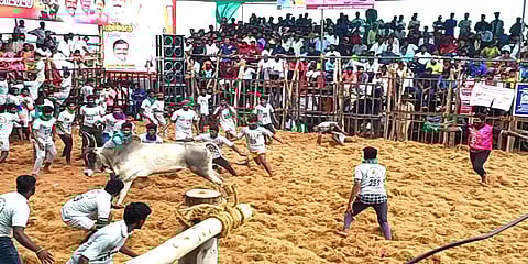 ஜல்லிக்கட்டை பார்க்க வந்த சிறுவன் காளை முட்டி பலி! துயரத்திலும் பெற்றோரின் மனிதநேயம்!