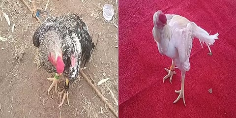 அரியவகை கிளிமூக்கு விசிறிவால் சேவல் கண்காட்சி! ஒரு சேவல் ரூ. 2.5 லட்சம் வரை விற்பனை!