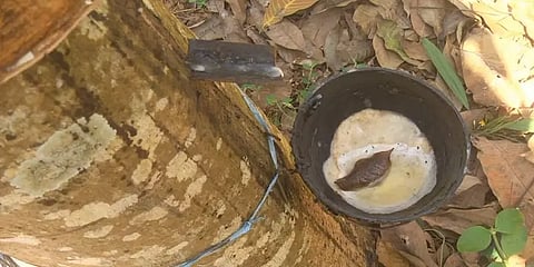 ரப்பர் மரங்களில் இருந்து உதிர துவங்கிய இலைகள்.. வேலையின்றி தவிக்கும் குமரி விவசாயிகள்!