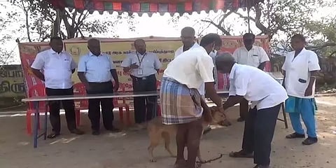 தெருக்களில் அலைந்த நாய்க் கூட்டம் - புதிய தலைமுறை செய்தி எதிரொலியால் தடுப்பூசி முகாம்