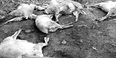 கிருஷ்ணகிரி: பட்டியில் அடைத்திருந்த 13 ஆடுகள் பலி – மர்ம விலங்கு கடித்ததா?