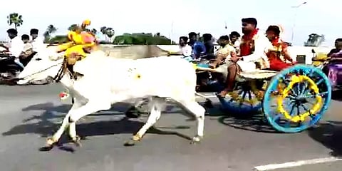 பாரம்பரியத்தை மீட்டெடுக்கும் முயற்சி: ரேக்ளா வண்டியில் பயணம் செய்த புதுமண தம்பதியர்