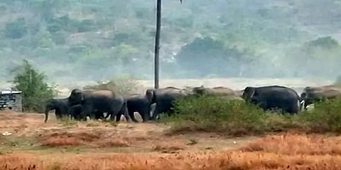 சானமாவு வனப்பகுதியில் முகாமிட்டுள்ள காட்டு யானை கூட்டம்: வனத்துறை எச்சரிக்கை