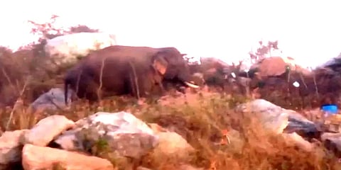 ஓசூர் அருகே நடமாடும் ஒற்றை காட்டு யானை - அச்சத்தில் பொது மக்கள்