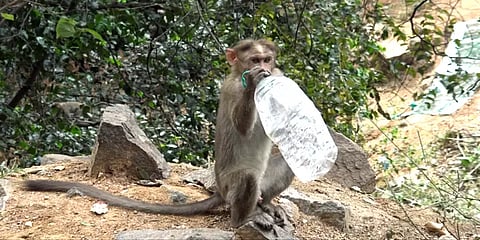 வனத்தில் வீசியெறியப்படும் பிளாஸ்டிக் கழிவுகள்: துடிதுடித்து உயிரிழக்கும் காட்டுயிர்கள்!