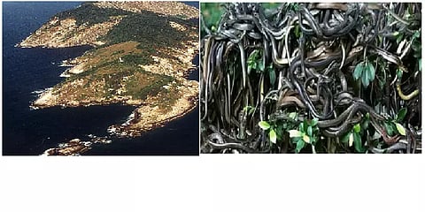 ”இங்கு மனிதர்கள் செல்ல தடை”.. பாம்புகளுக்கென்று தனி தீவா?.. இது உலகின் அபாயகரமான பகுதி!