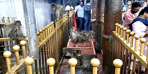 திருத்தணி: முருகன் கோவில் கருவறைக்குள் புகுந்த குரங்கு – அலறியடித்து ஓடிய பக்தர்கள்