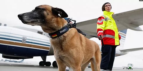 துருக்கி நிலநடுக்கம்: மீட்புப்பணிகளில் இந்திய மோப்ப நாய்கள்! நெகிழ வைக்கும் புகைப்படங்கள்